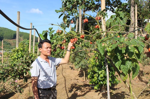 Cà[-]chua[-]thân[-]gỗ:[-]Ế[-]hay[-]không[-]đủ[-]cung?